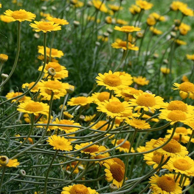 Anthemis tinctoria Kelwayi - Färber-Hundskamille (Flowering)