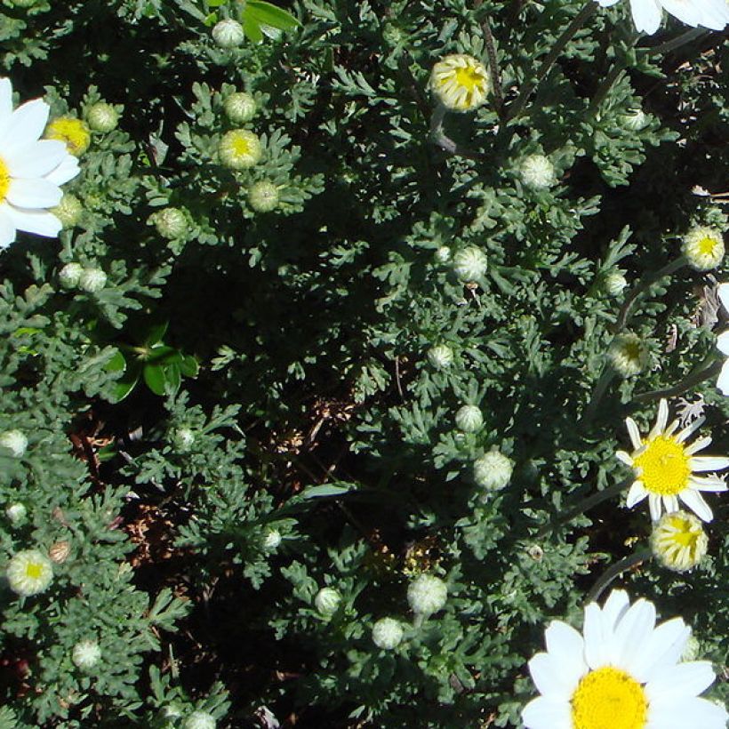 Anthemis punctata subsp. cupaniana - Hundskamille (Foliage)