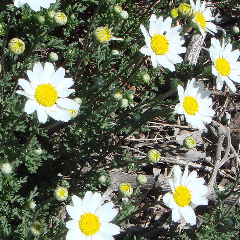 Anthemis punctata subsp. cupaniana - Hundskamille (Plant habit)
