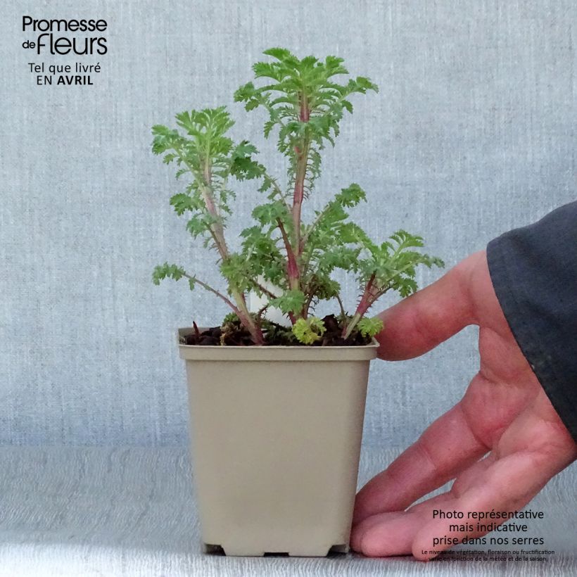 Exemplar von Anthemis sancti-johannis - Johanniskamille Kleine Töpfe von 7/8 cm wie im Frühjahr geliefert