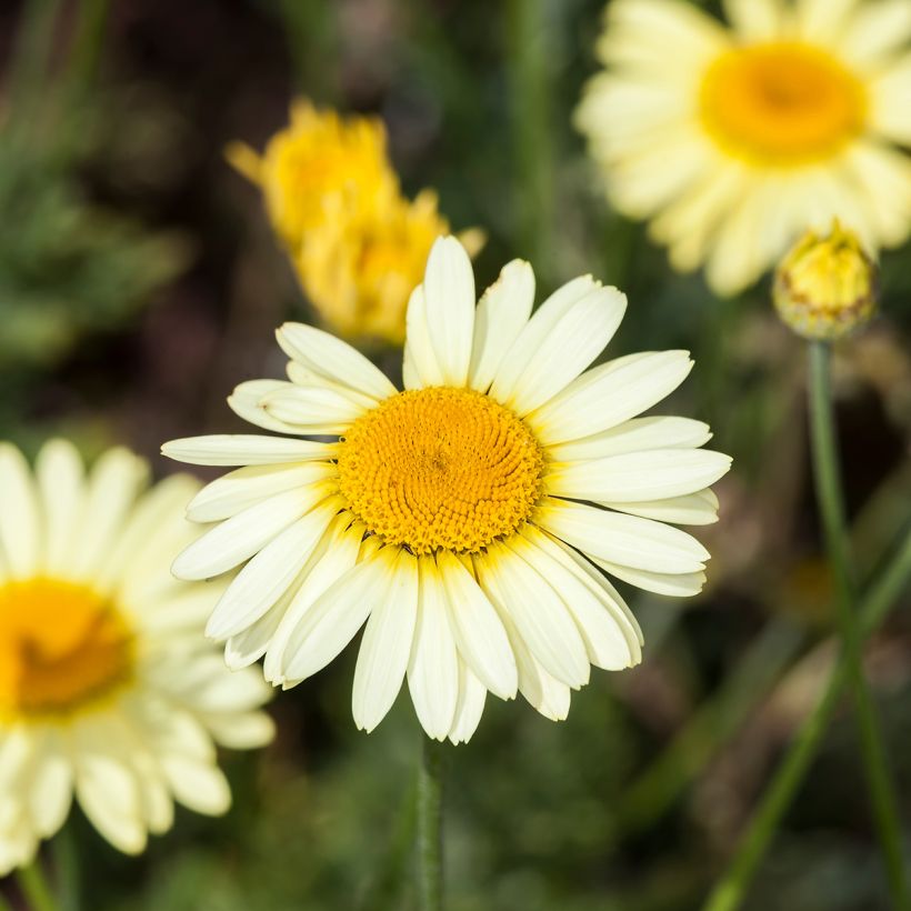 Anthemis tinctoria E.C. Buxton - Färber-Hundskamille (Flowering)