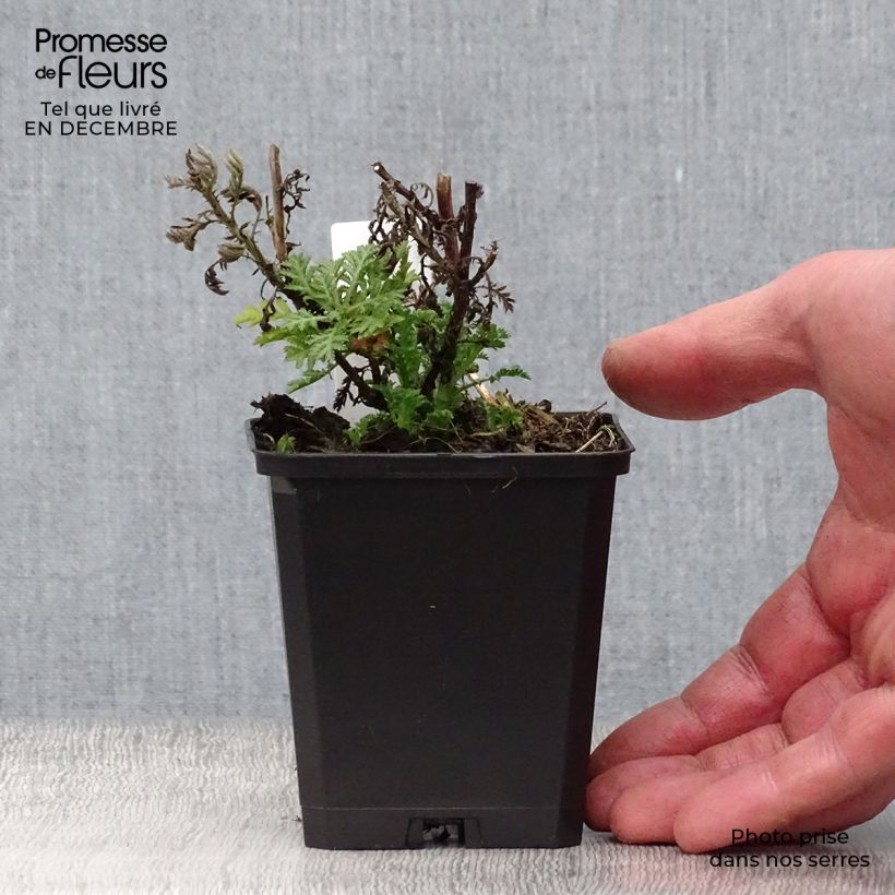 Exemplar von Anthemis tinctoria E.C. Buxton - Färber-Hundskamille Kleine Töpfe von 8/9 cm wie im Winter geliefert