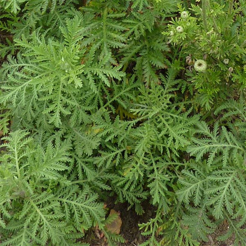 Anthemis tinctoria E.C. Buxton - Färber-Hundskamille (Foliage)