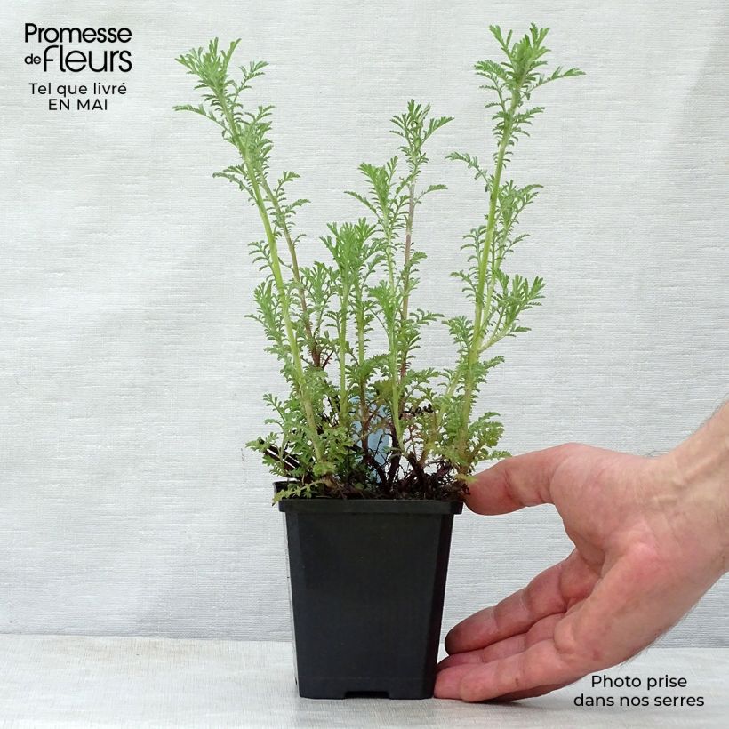 Exemplar von Anthemis tinctoria Kelwayi - Färber-Hundskamille Kleine Töpfe von 8/9 cm wie im Frühjahr geliefert