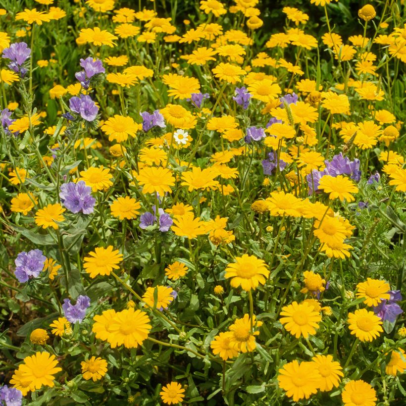 Anthemis tinctoria Kelwayi - Färber-Hundskamille (Plant habit)