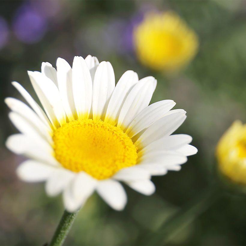 Anthemis tinctoria Sauce Hollandaise - Färber-Hundskamille (Flowering)
