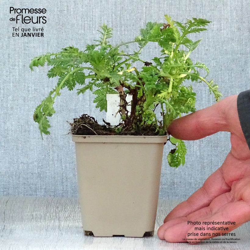 Exemplar von Anthemis tinctoria Wargrave Variety - Färber-Hundskamille Kleine Töpfe von 8/9 cm wie im Winter geliefert