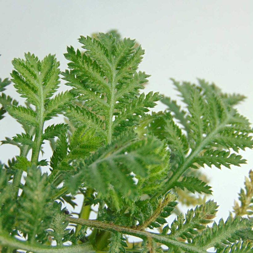 Anthemis tinctoria Wargrave Variety - Färber-Hundskamille (Foliage)