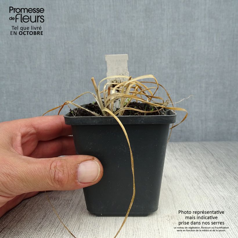 Example of Anthericum ramosum - Ästige Graslilie Kleine Töpfe von 8/9 cm as you get in automne