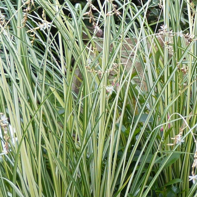 Anthericum saundersiae Starlight - Graslilie (Foliage)