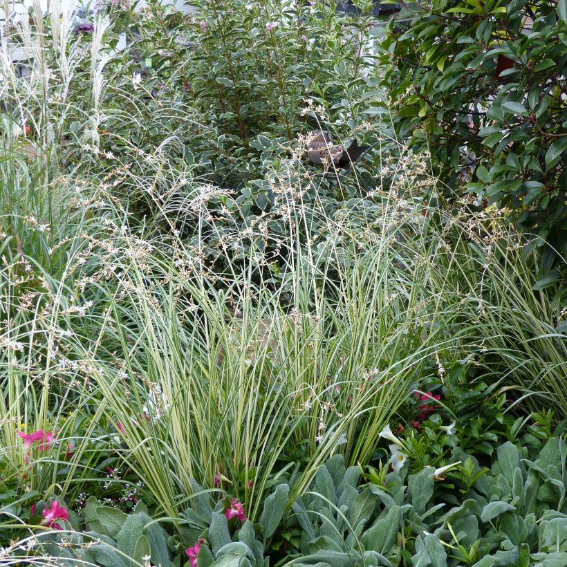 Anthericum saundersiae Starlight - Graslilie (Plant habit)