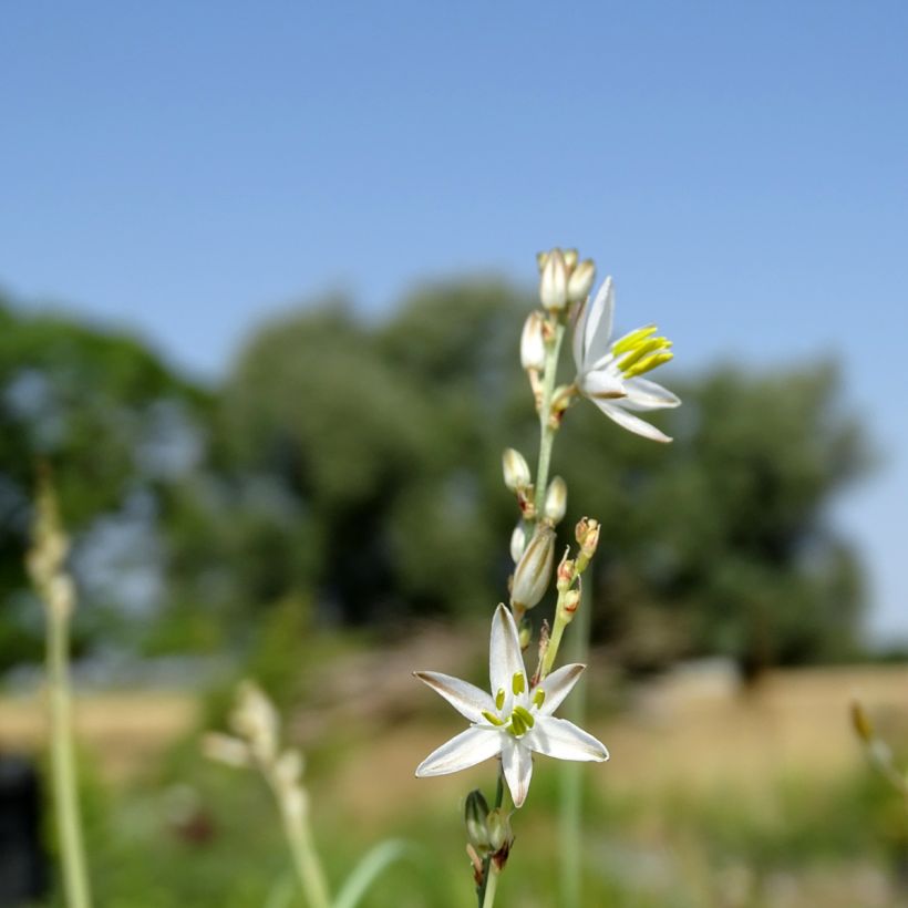 Anthericum saundersiae Starlight - Graslilie (Flowering)