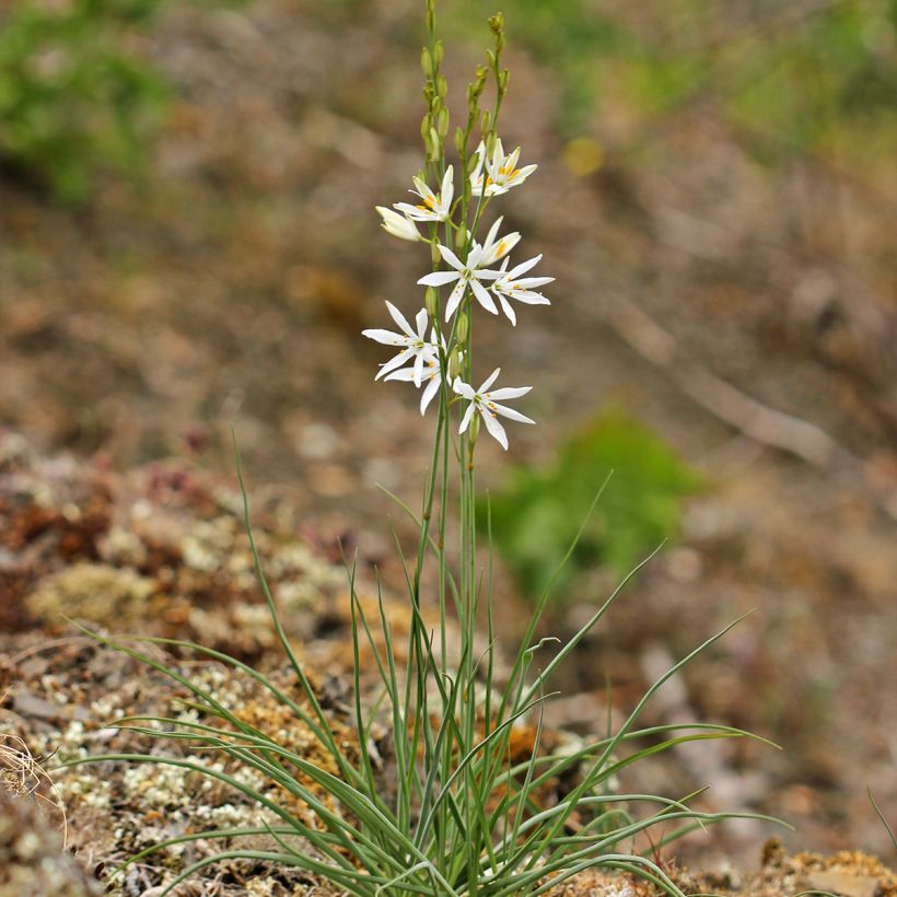 Anthericum liliago - Astlose Graslilie (Plant habit)