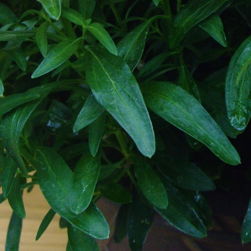 Löwenmäulchen Fruit Salad Up Apricot - Antirrhinum (Foliage)
