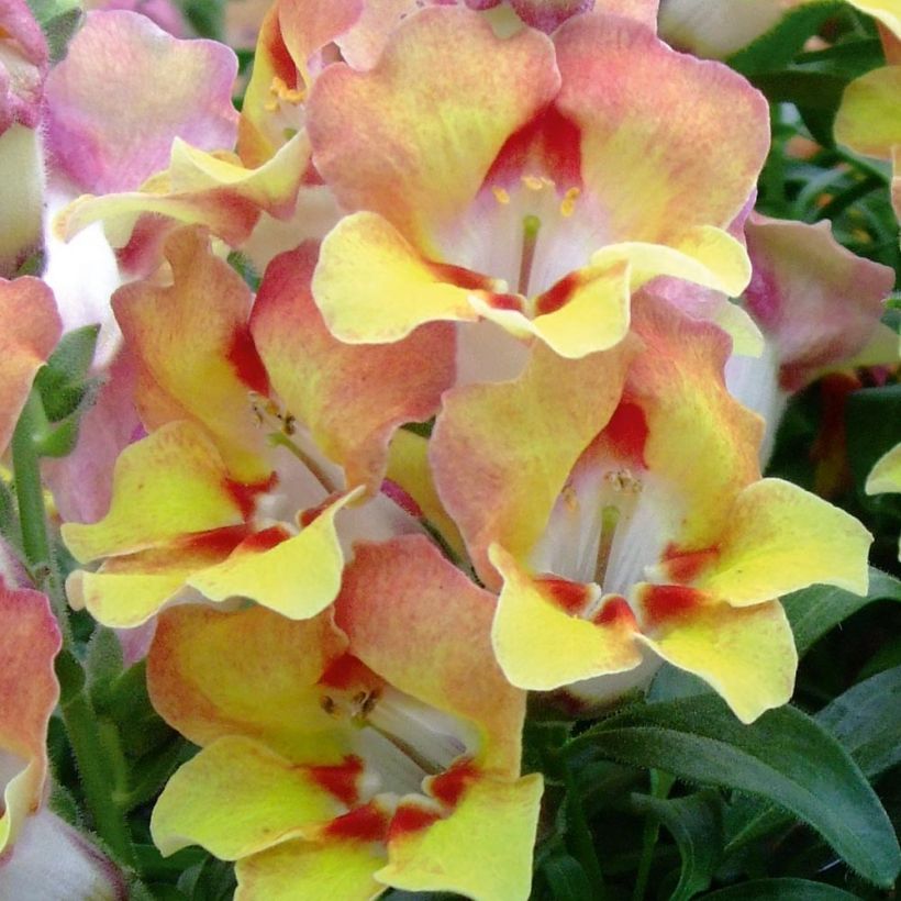 Löwenmäulchen Fruit Salad Up Apricot - Antirrhinum (Flowering)