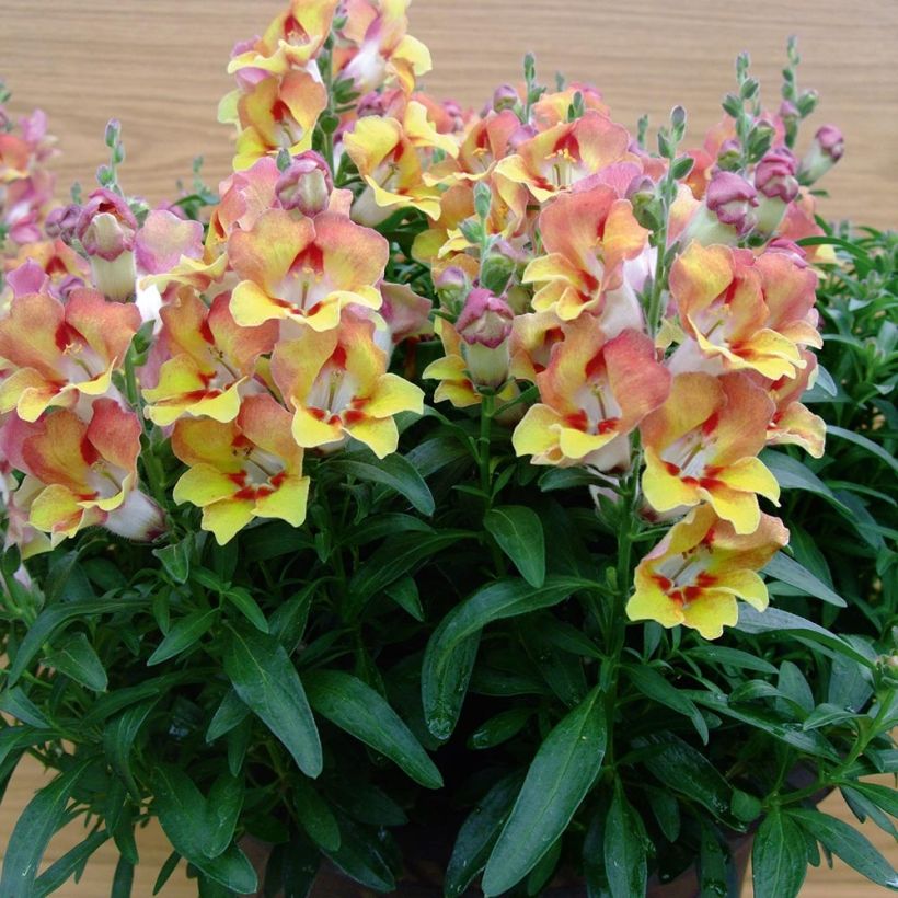 Löwenmäulchen Fruit Salad Up Apricot - Antirrhinum (Plant habit)