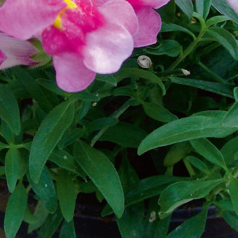 Löwenmäulchen Fruit Salad Up Purple - Antirrhinum (Foliage)