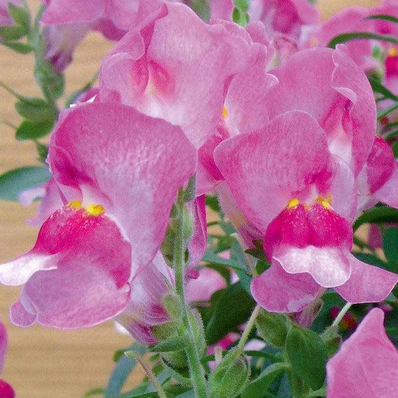 Löwenmäulchen Fruit Salad Up Purple - Antirrhinum (Flowering)