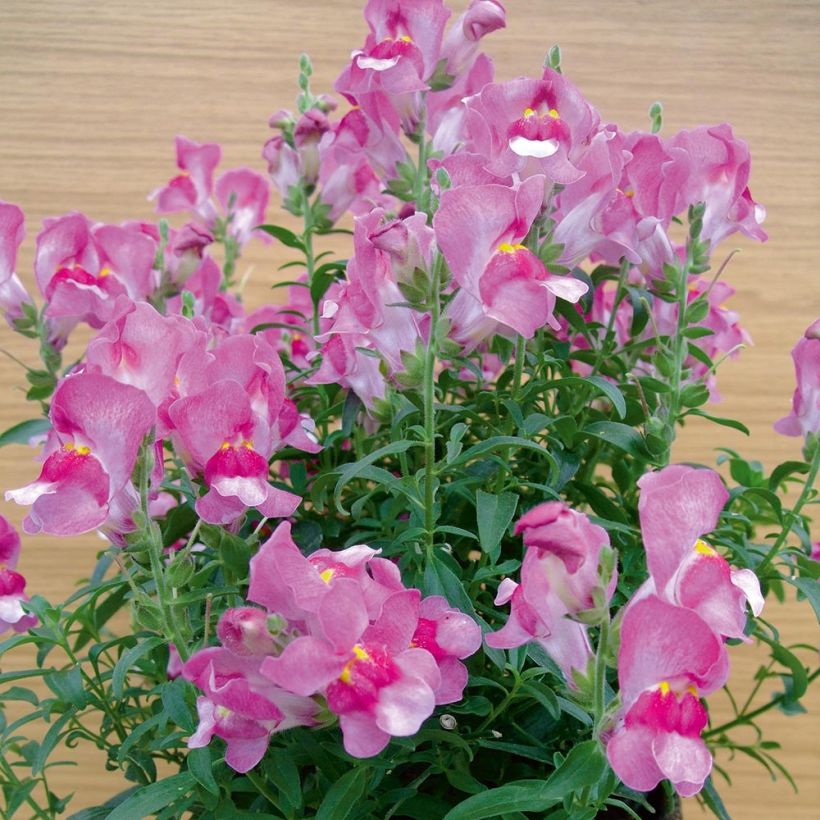 Löwenmäulchen Fruit Salad Up Purple - Antirrhinum (Plant habit)