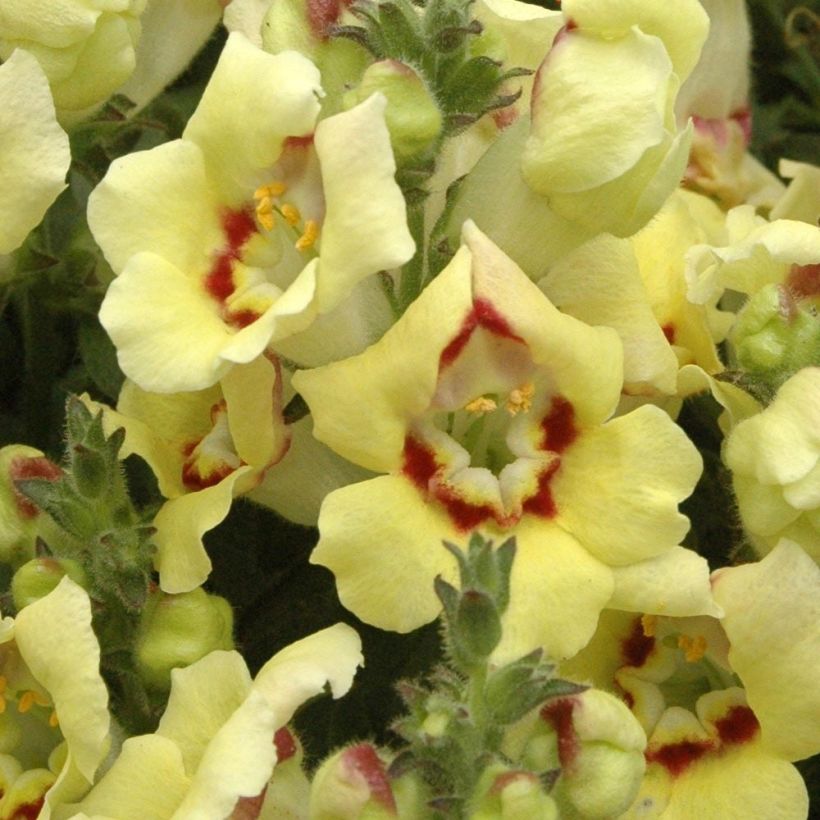 Löwenmäulchen Fruit Salad Up Yellow - Antirrhinum (Flowering)