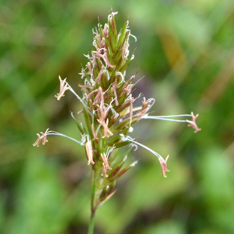 Anthoxanthum odoratum - Gewöhnliches Ruchgras (Flowering)