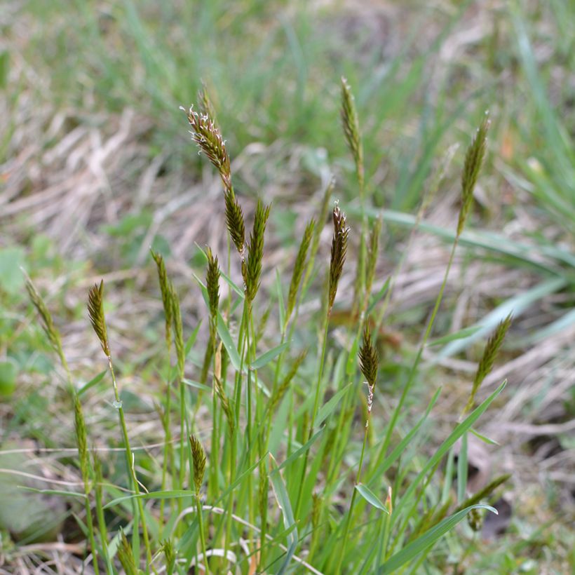 Anthoxanthum odoratum - Gewöhnliches Ruchgras (Plant habit)