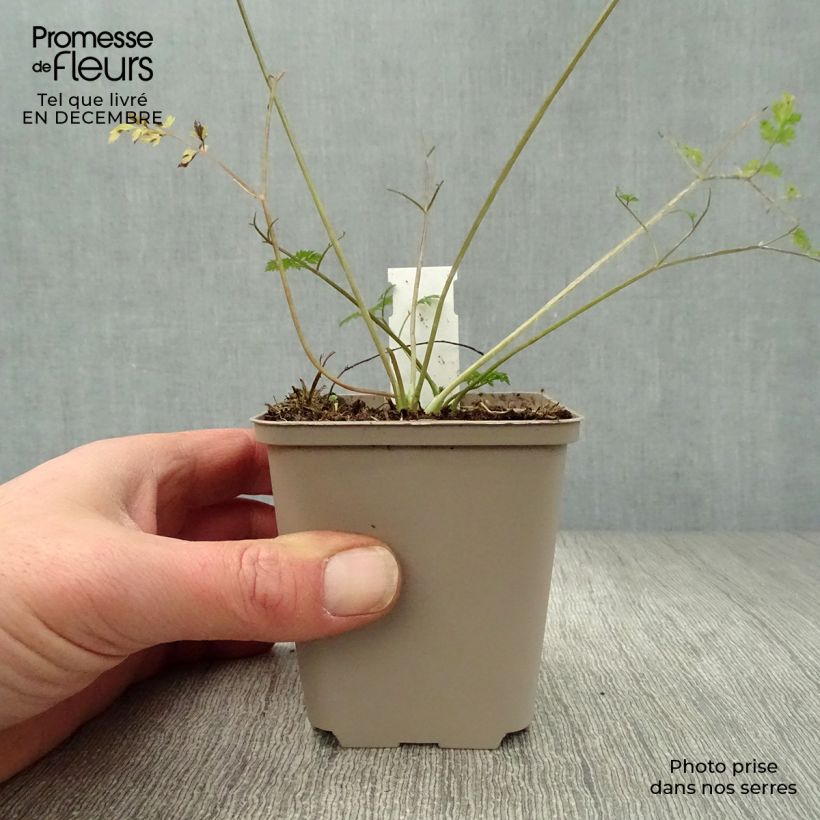 Exemplar von Wiesen-Kerbel Ravenswing - Anthriscus sylvestris Kleine Töpfe von 8/9 cm wie im Winter geliefert