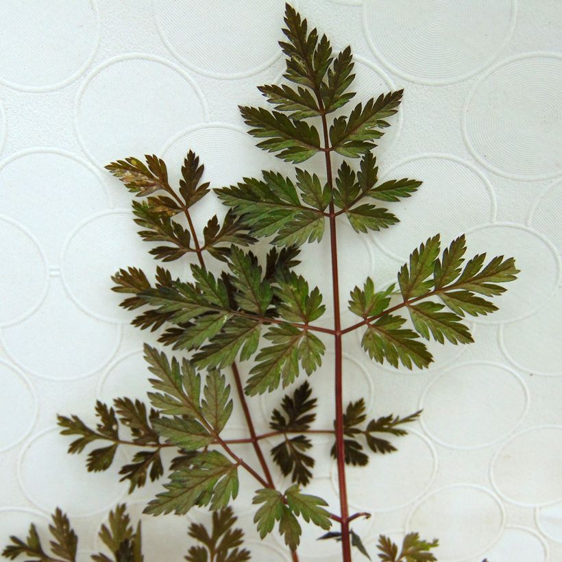 Wiesen-Kerbel Ravenswing - Anthriscus sylvestris (Foliage)