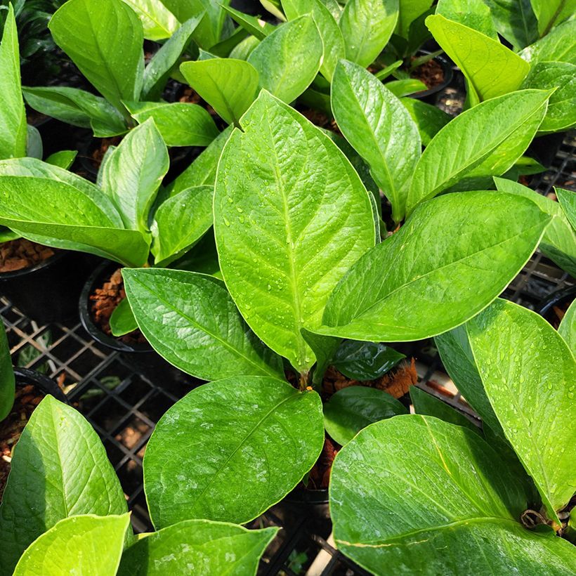 Flamingoblumen - Anthurium jenmanii Green Jady (Foliage)