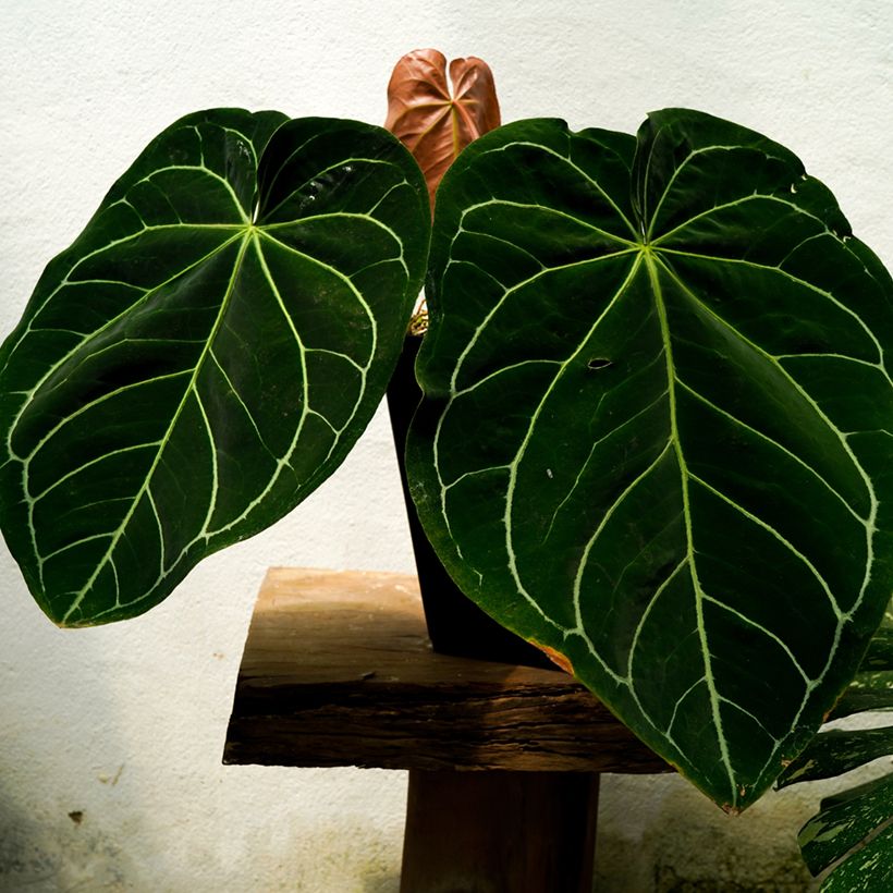 Flamingoblumen - Anthurium magnificum (Foliage)