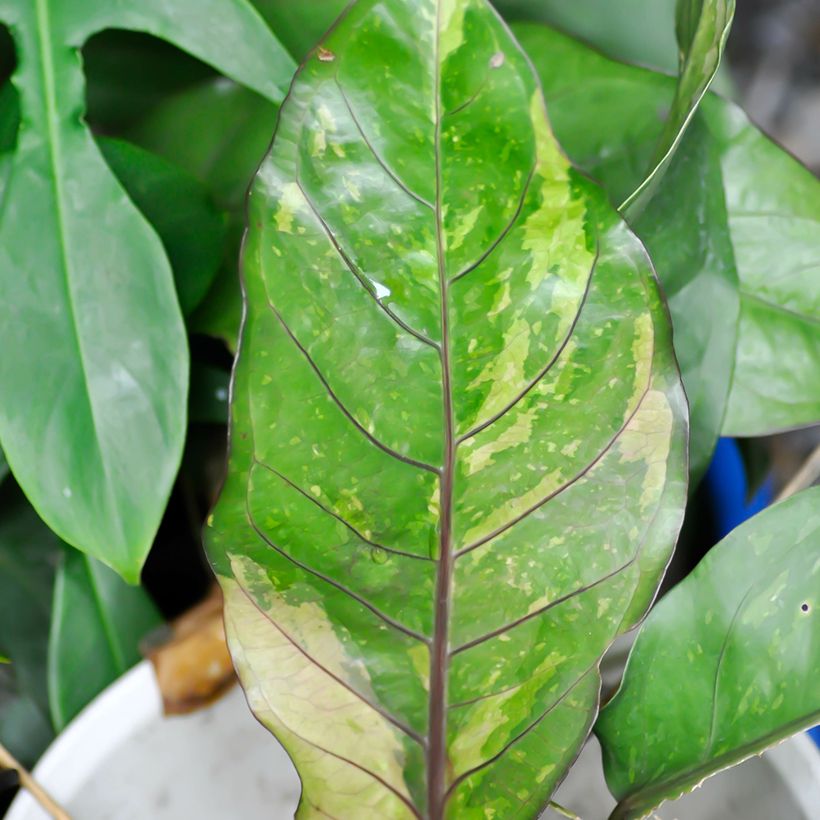 Flamingoblumen - Anthurium Renaissance Variegata (Foliage)