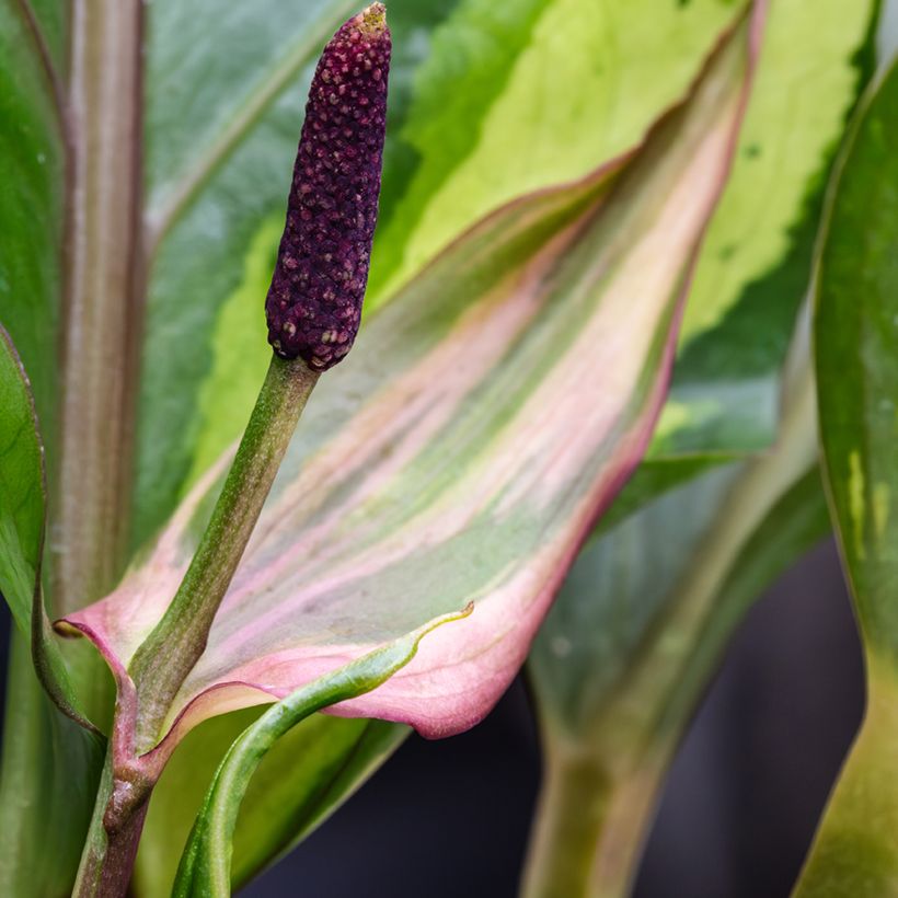 Flamingoblumen - Anthurium Renaissance Variegata (Flowering)