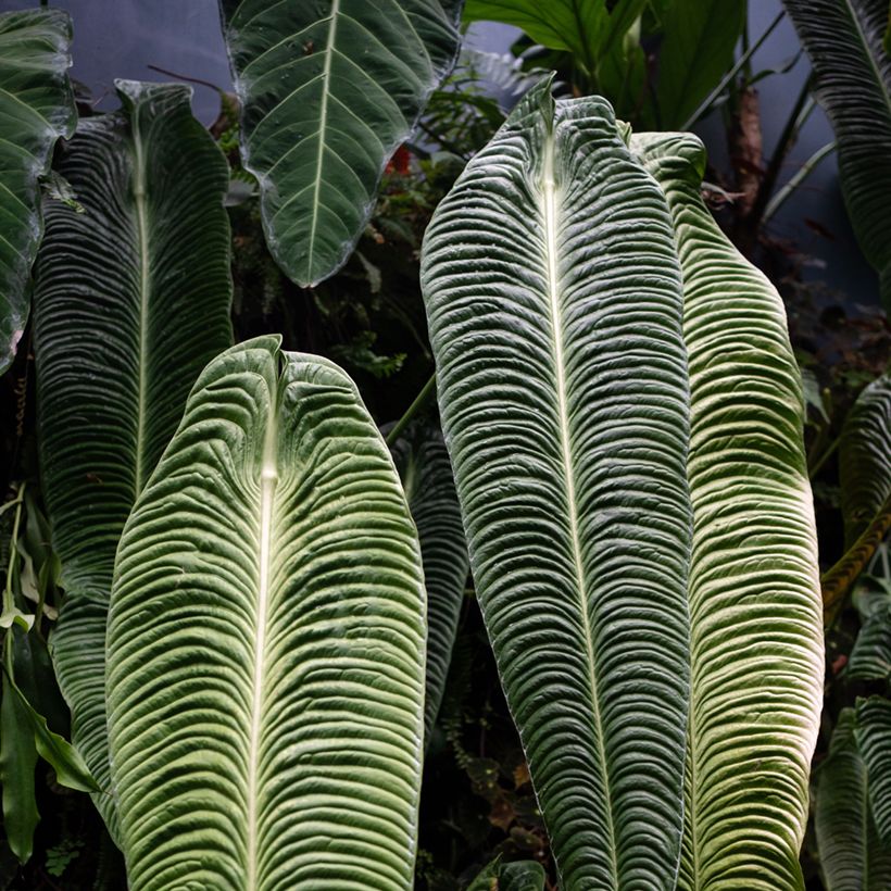 Flamingoblumen - Anthurium veitchii Narrow (Foliage)