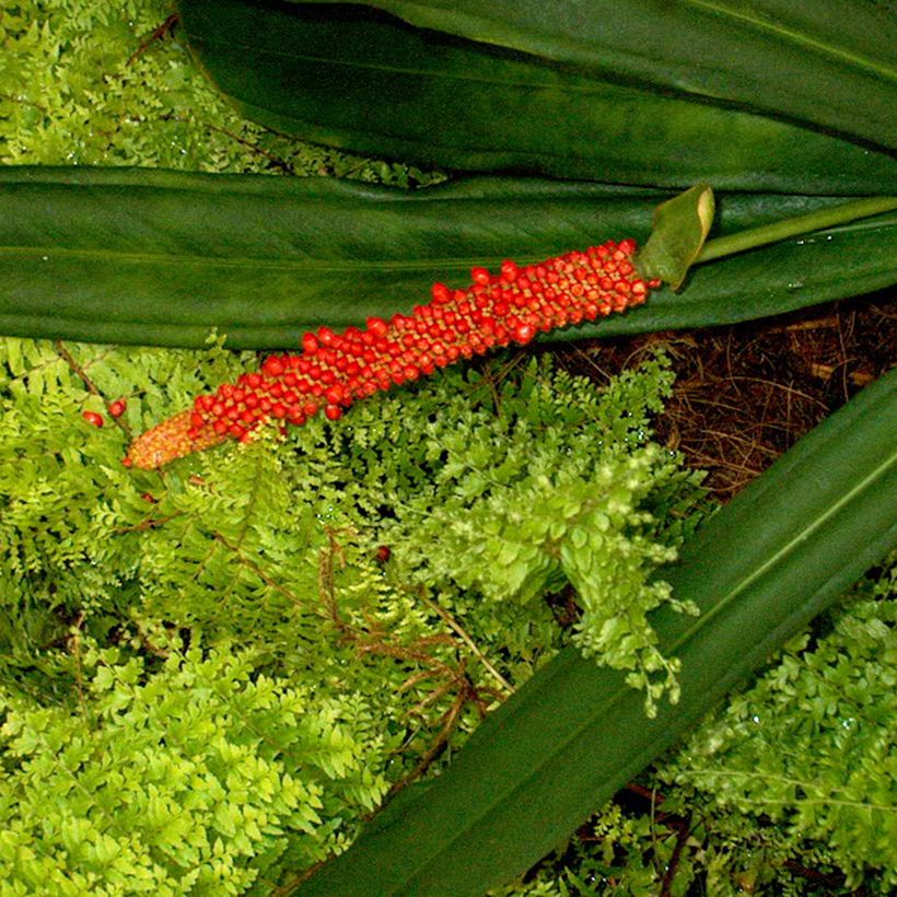 Flamingoblumen - Anthurium bakeri (Flowering)