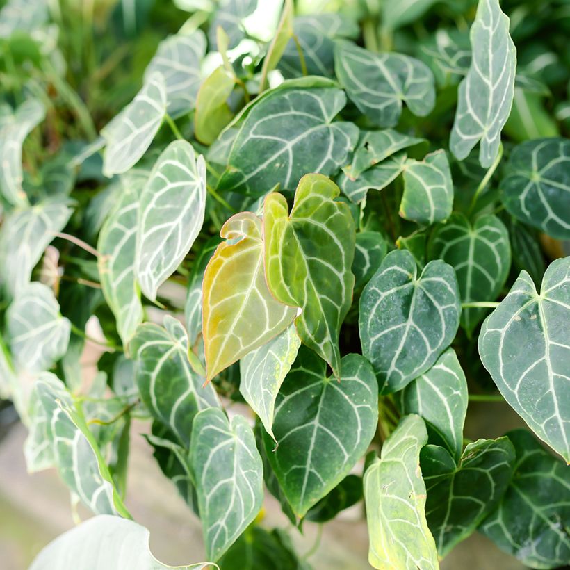 Flamingoblumen - Anthurium crystallinum (Foliage)