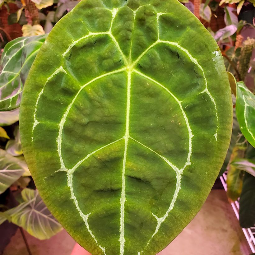 Flamingoblumen - Anthurium forgetii (Foliage)