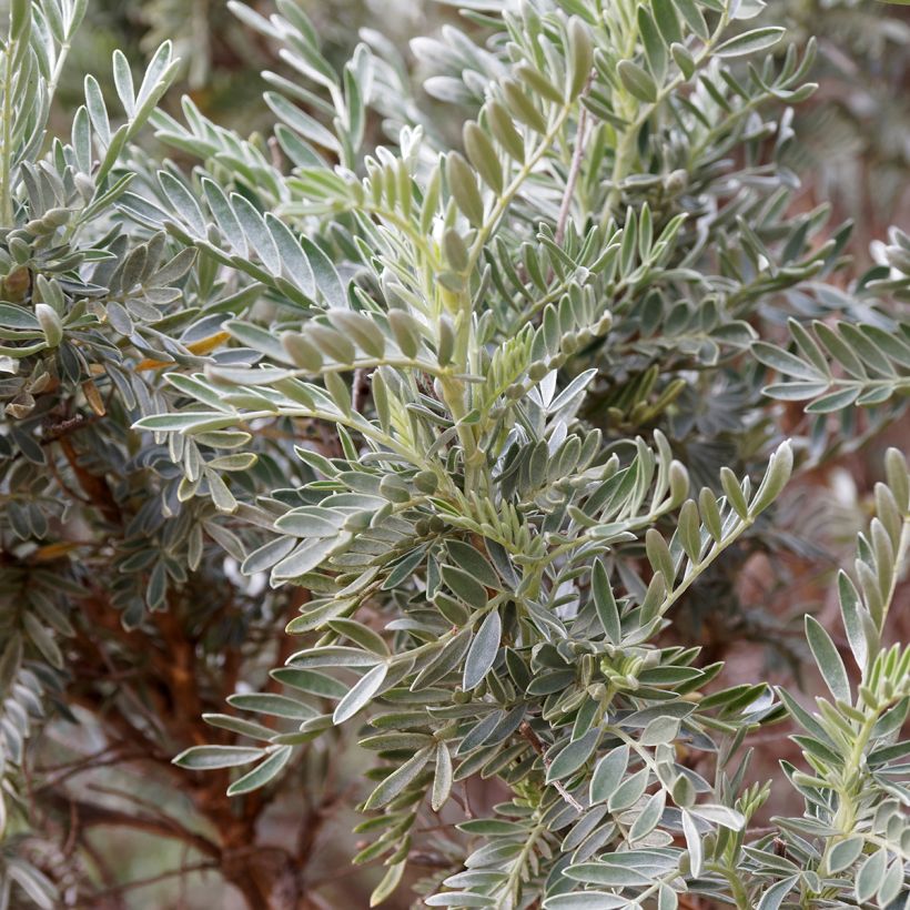 Anthyllis barba-jovis - Jupiterbart (Foliage)
