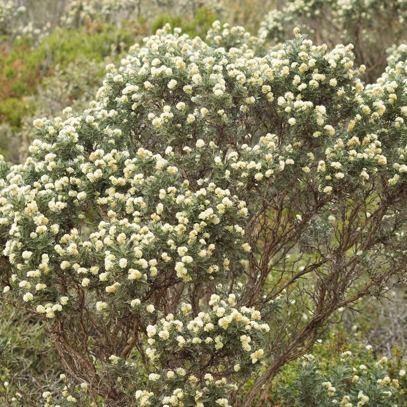 Anthyllis barba-jovis - Jupiterbart (Plant habit)