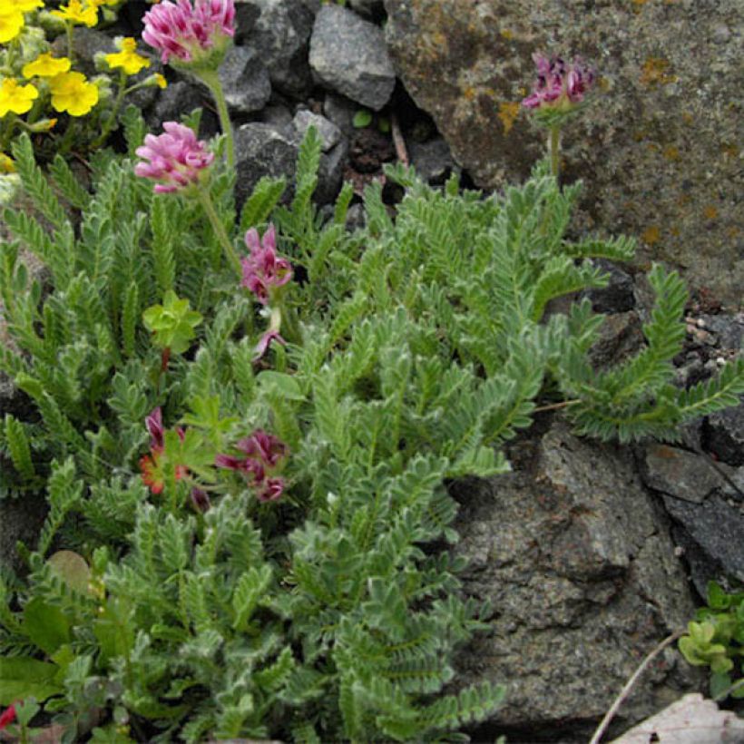 Anthyllis montana Rubra - Purpur-Wundklee (Foliage)