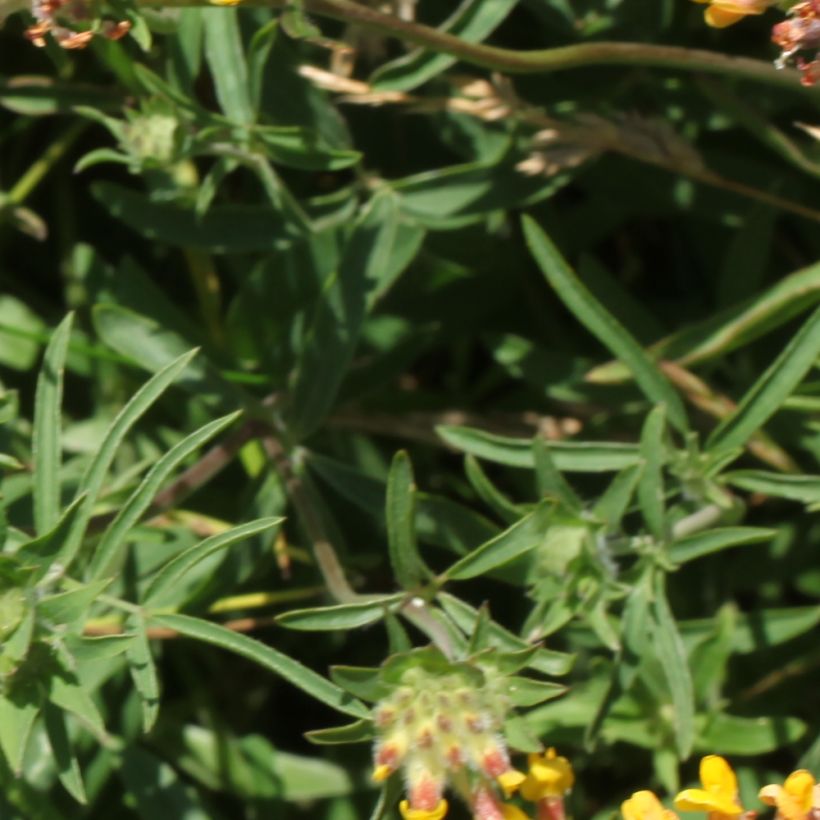 Anthyllis vulneraria - Gewöhnlicher Wundklee (Foliage)