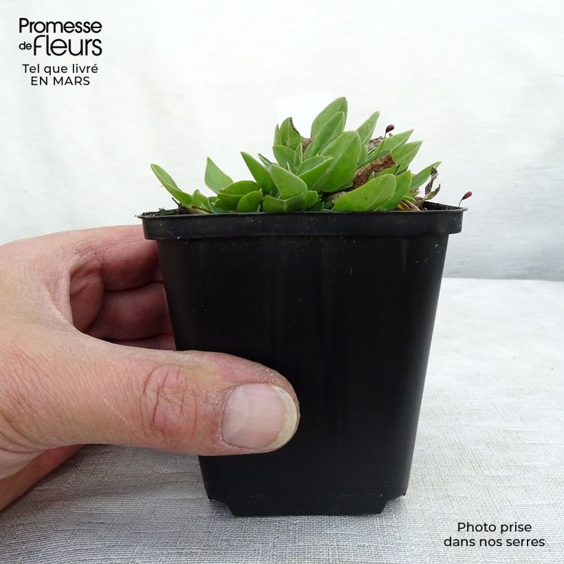 Exemplar von Anthyllis vulneraria - Gewöhnlicher Wundklee Kleine Töpfe von 8/9 cm wie im Frühjahr geliefert