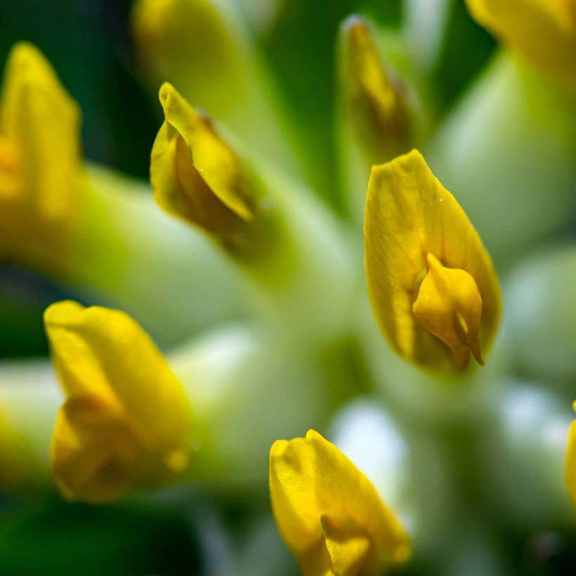 Anthyllis vulneraria - Gewöhnlicher Wundklee (Flowering)