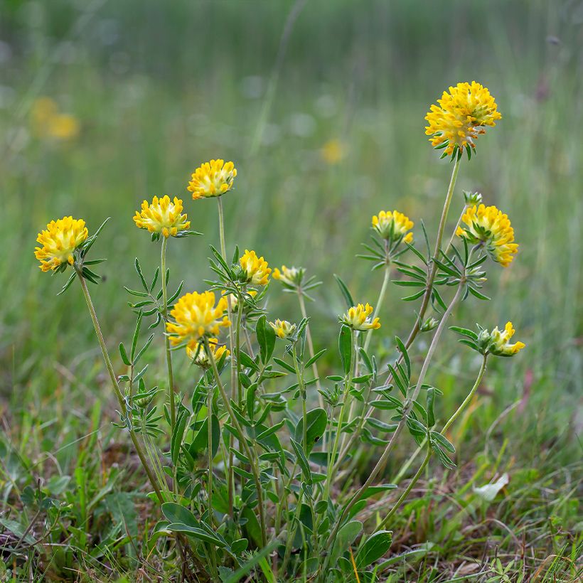 Anthyllis vulneraria - Gewöhnlicher Wundklee (Plant habit)