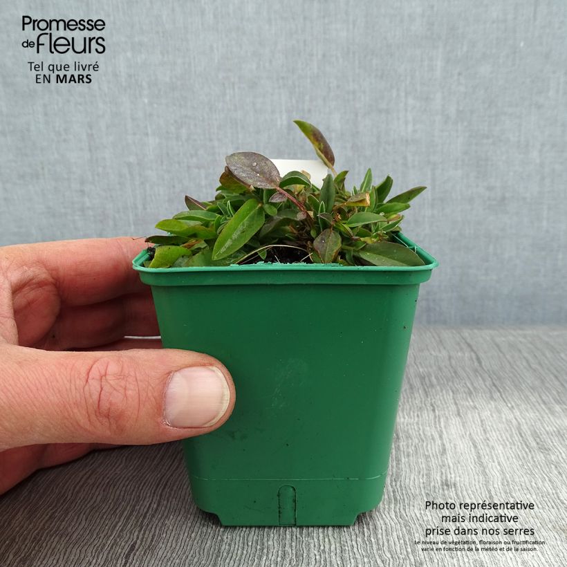 Exemplar von Anthyllis vulneraria var. coccinea - Gewöhnlicher Wundklee Kleine Töpfe von 8/9 cm wie im Winter geliefert