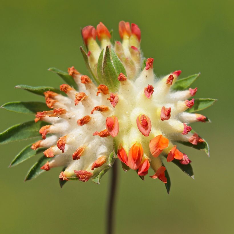Anthyllis vulneraria var. coccinea - Gewöhnlicher Wundklee (Flowering)