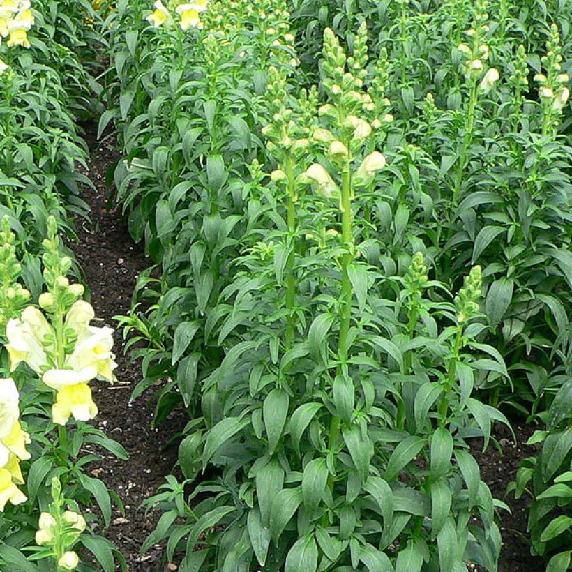 Antirrhinum braun-blanquetii - Iberisches Löwenmäulchen (Foliage)