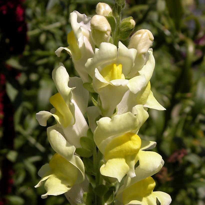 Antirrhinum braun-blanquetii - Iberisches Löwenmäulchen (Flowering)