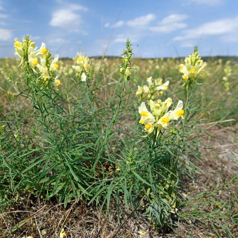 Antirrhinum braun-blanquetii - Iberisches Löwenmäulchen (Plant habit)