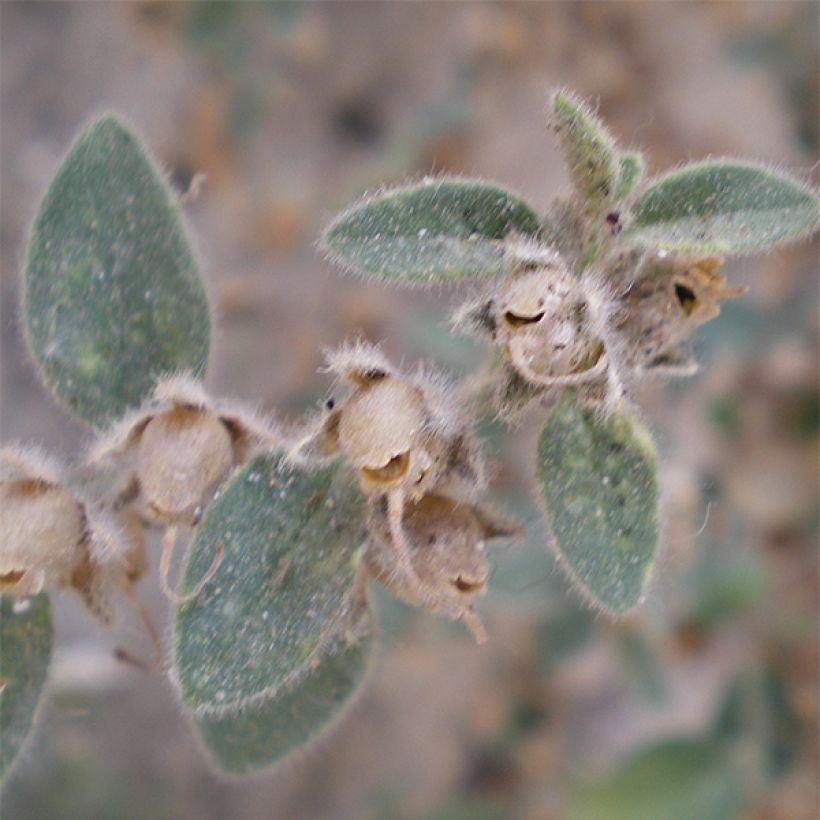 Antirrhinum hispanicum - Spanisches Löwenmäulchen (Foliage)