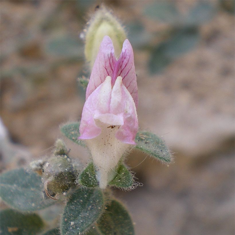 Antirrhinum hispanicum - Spanisches Löwenmäulchen (Flowering)